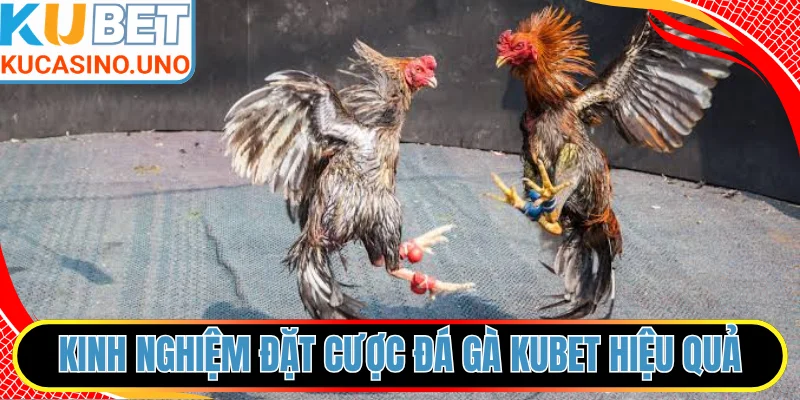 Kinh nghiệm đặt cược đá gà KUBET hiệu quả