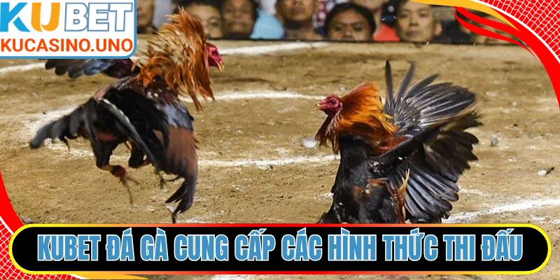 KUBET đá gà cung cấp các hình thức thi đấu hấp dẫn