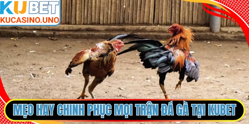 Mẹo hay chinh phục mọi trận đá gà tại KUBET