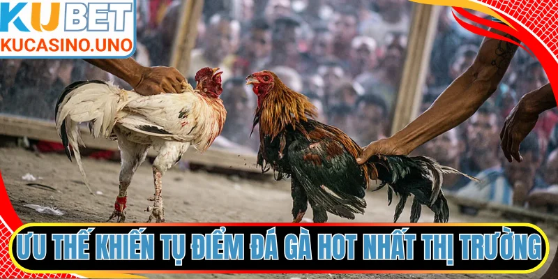 Ưu thế khiến tụ điểm đá gà luôn hot nhất thị trường